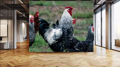 free range rooster and hens on homestead Wall mural