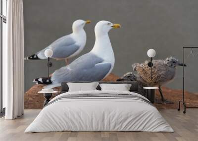 Herring Gull (Larus argentatus) A  family of Gulls.Two adults and two young chicks.Fluffy fledgling birds. Wall mural