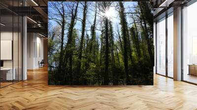 Morning sun in the summer forest - nature green sustainable environment trees in a natural woods. Wall mural