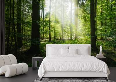 Morning sun in the summer forest - nature green sustainable environment trees in a natural woods Wall mural