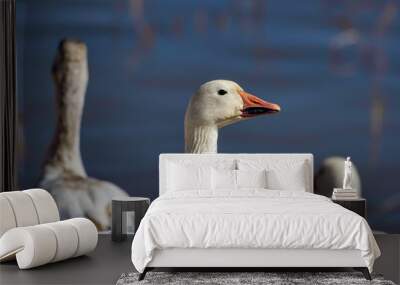 Single snow goose in a wetland pond at  Bosque del Apache National Wildlife Refuge  New Mexico. Wall mural