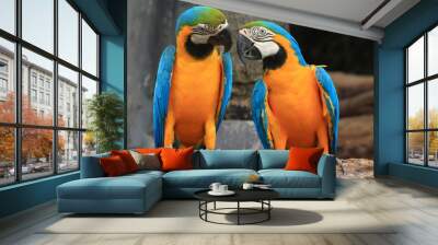 Macaws (blue and yellow macaw) Wall mural