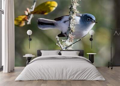 Blue Grey Gnat catcher Wall mural