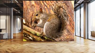 Squirrel on cedar Wall mural