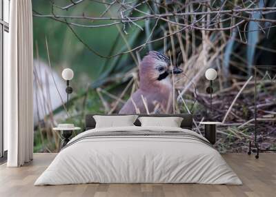 A frontal closeup of a garrulus glandarius or Eurasian jay bird searching the grass of a lawn in garden for food. The feathered animal is looking around and hiding in the bushes. Wall mural