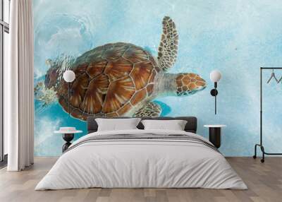 Green sea turtle. Close-up Wall mural