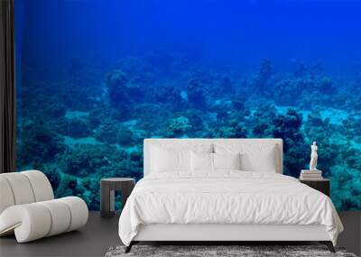 Underwater panorama photo of coral reef  Wall mural