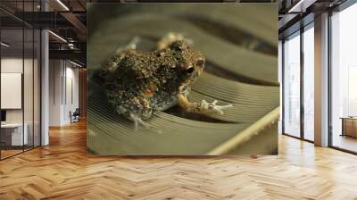 Frog Wall mural