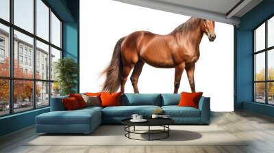 Horse isolated on a white background Wall mural