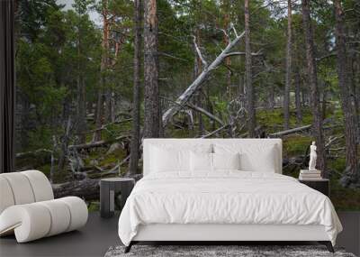 Pine forest in Lapland, Sweden Wall mural