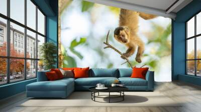 The Hooded capuchin monkey (Sapajus cay) Wall mural