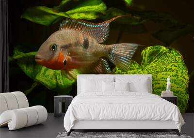 Firemouth cichlid (Thorichthys meeki) macro Wall mural