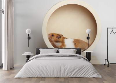 Syrian hamster play with an hamster wheel Wall mural