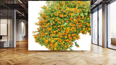 Orange flowers isolated on white. PNG File. Wall mural