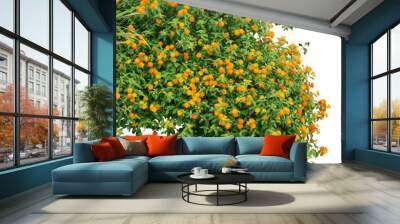 Orange flowers isolated on white. PNG File. Wall mural