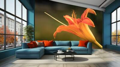 Lilium Wall mural