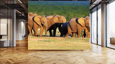 Elephant herd on open green plains Wall mural