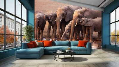 Elephants drinking Wall mural