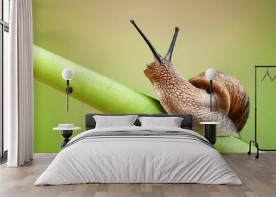 Snail on green stem Wall mural