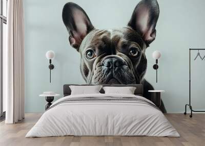 A charming grey French bulldog poses on a white backdrop gazing at the camera with room for text or other elements in the image. Copy space image. Place for adding text and design Wall mural