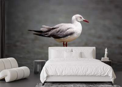 A grey-hooded gull perched on a post in Lake Naivasha Wall mural