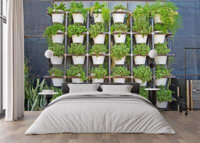 A herb garden hangs on a wall. Wall mural