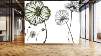 A set of hand-drawn illustrations featuring gotu kola Centella asiatica flower and leaf in a graphic,  Wall mural