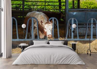 A single rare breed cow feeding on hay in a stall Wall mural