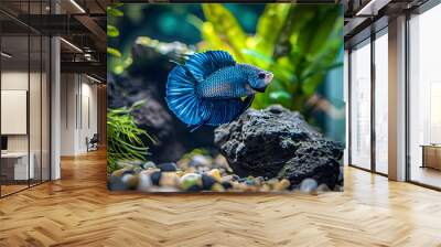 A tight shot of a blue fish swimming in an aquarium, surrounded by rocks and vibrant plants in the backdrop, with a solitary rock prominent in the foreground Wall mural