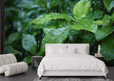 After a lot of rain stops, the leaves wet with rainwater are shaking against the falling water. The feeling of greenness that spring begins Wall mural