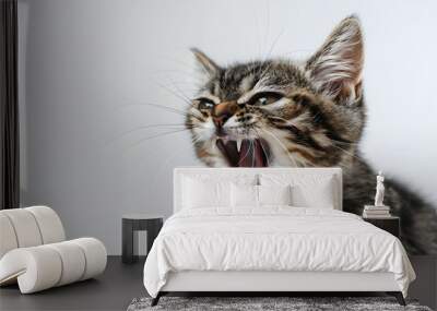 Angry cat with open mouth showing its teeth isolated in white background. Rabies in animals Wall mural