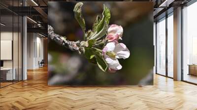 apple blossom Wall mural