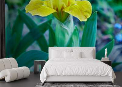 Bearded Iris Wall mural