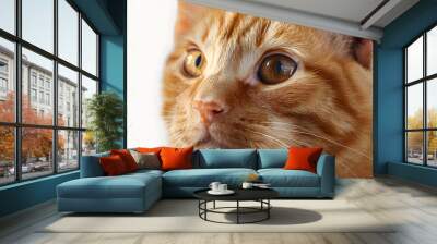 Beautiful cute orange cat Wall mural