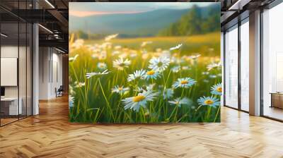 Beautiful spring and summer natural panoramic pastoral landscape with blooming field of daisies in the grass in the hilly countryside. Wall mural