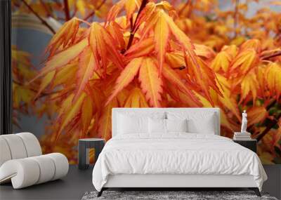 Acer palmatum 'Katsura' Wall mural