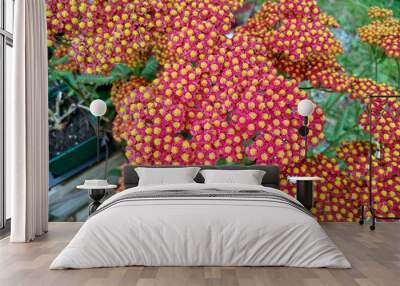 Achillea millefolium 'Walther Funcke' Wall mural