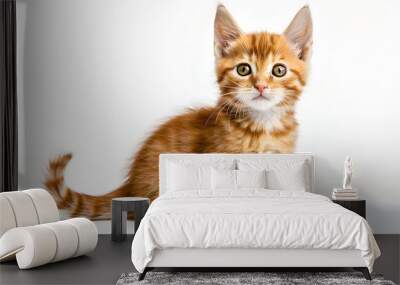 charming red kitten scottish straight sitting with raised paw isolated on white background Wall mural