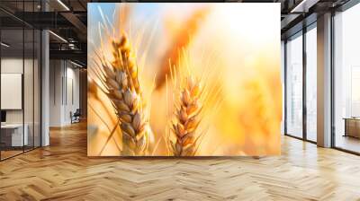 Closeup ears of golden wheat in wheat meadow with shiny light and blue sky background Wall mural