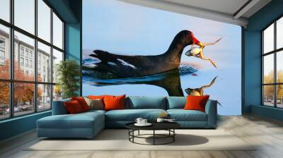 Common moorhen swimming on calm water with reflection while holding a frog in its beak Wall mural