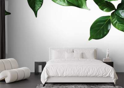 create a png of top view of leaves isolated on white background  Wall mural