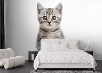 cute cat collection isolated on white transparent background british shorthair silver tabby kitten breed purebred Wall mural