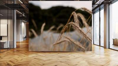 ears of wheat Wall mural