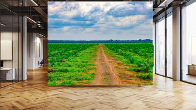 field and sky Wall mural