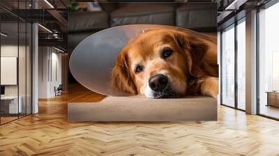 Golden Retriever dog with a cone collar after a trip to the vete Wall mural