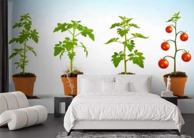 Gradual growth of tomatoes. Life cycle of a tomato plant, leaf, flower and fruiting stages. Cutaway flower pot. 3d flat style cartoon illustration isolated on white background Wall mural