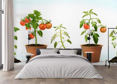 Gradual growth of tomatoes. Life cycle of a tomato plant, leaf, flower and fruiting stages. Cutaway flower pot. 3d flat style cartoon illustration isolated on white background Wall mural