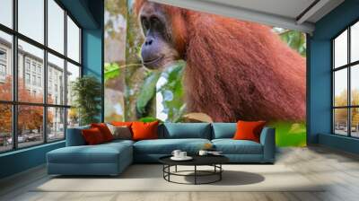 Bukit Lawang, a jewel in the Sumatran jungle and home for the Orang Utan Wall mural