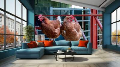 2 Hens Perching in Farm Shed Wall mural