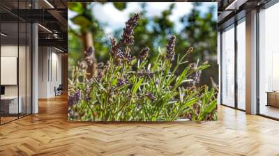 Lavender in Provence garden Wall mural